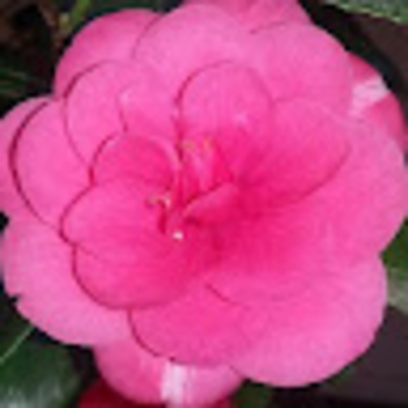 donnahanson129